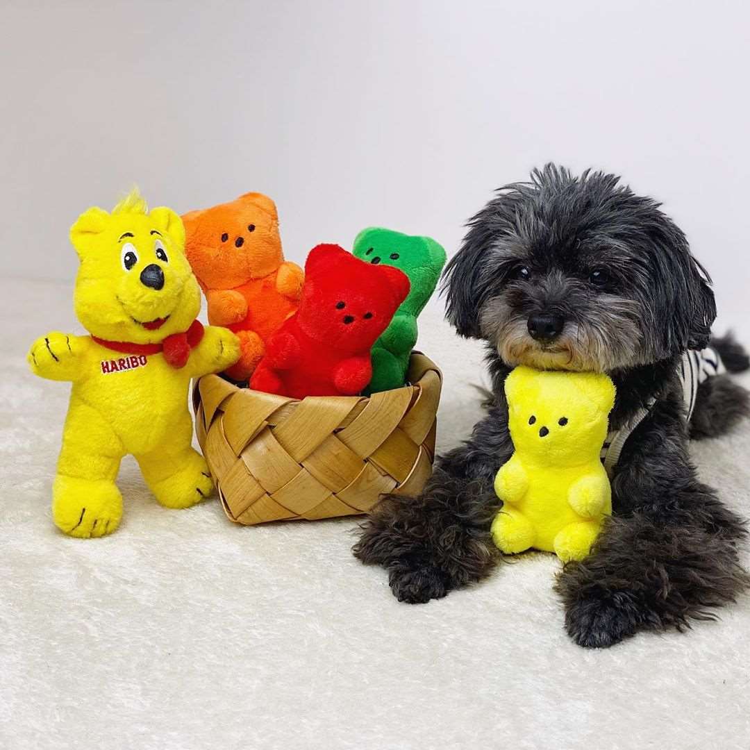 Gummy Bear Plush Squeaky Dog Toy