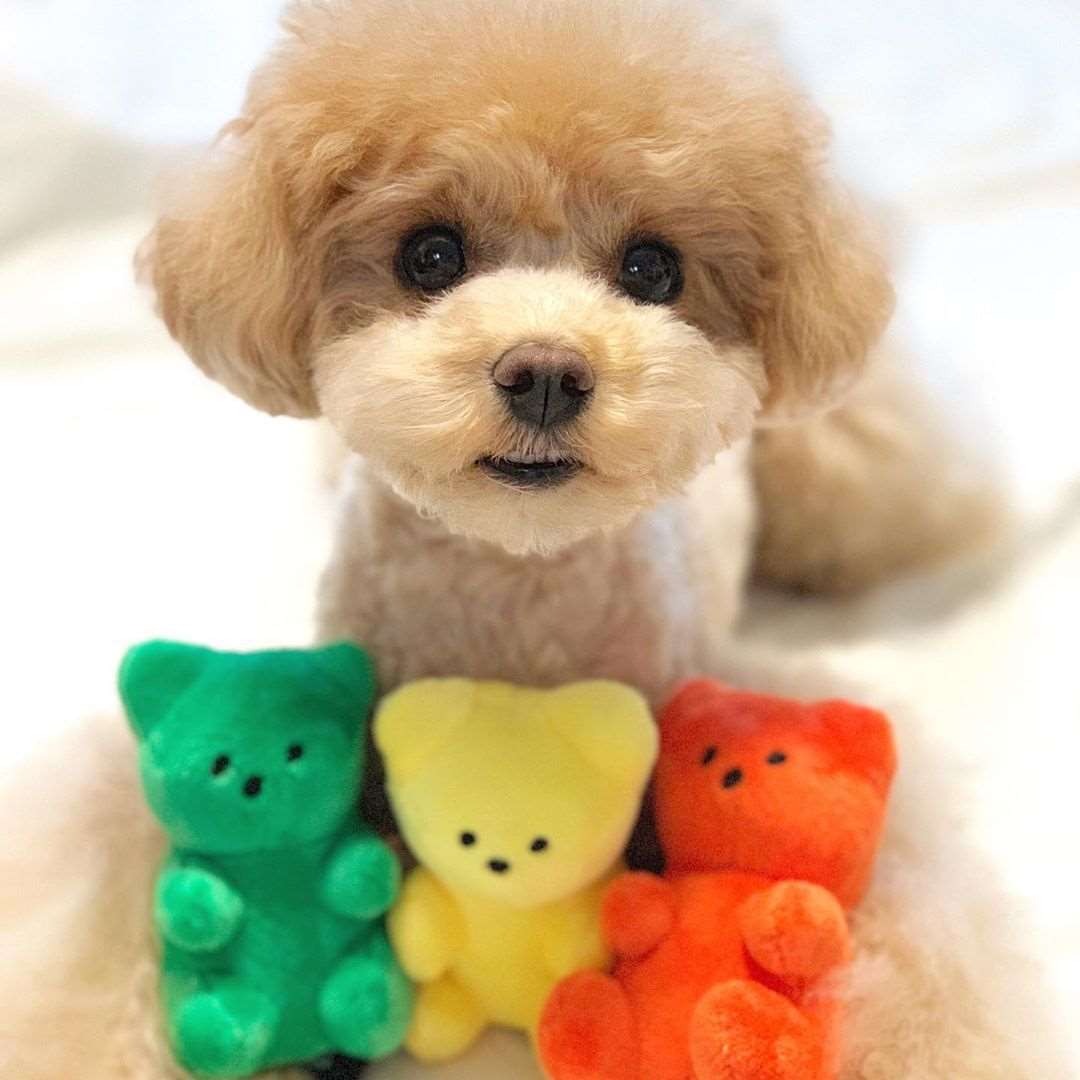 Gummy Bear Plush Squeaky Dog Toy