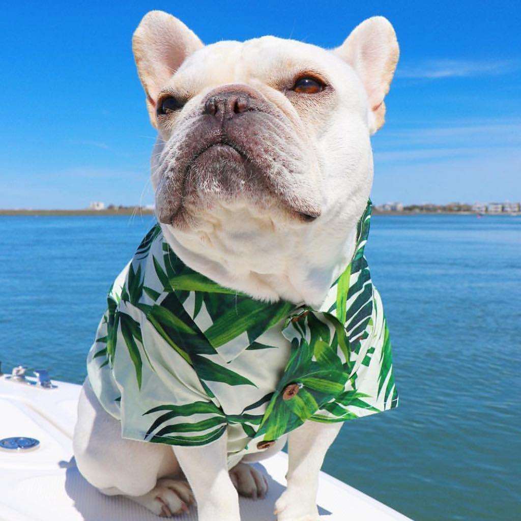 Hawaiian Dog Shirt