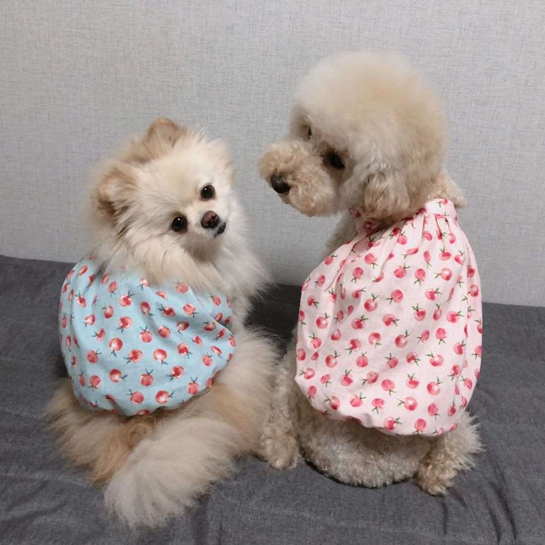 Cute Puppy Summer Dresses