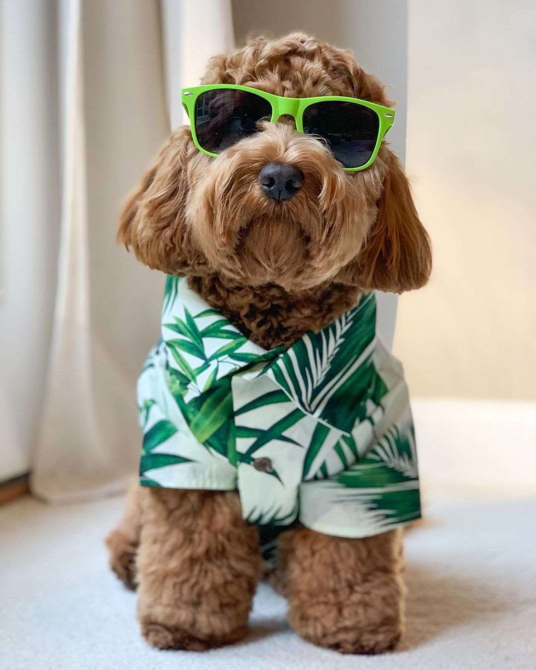 Hawaiian Dog Shirt