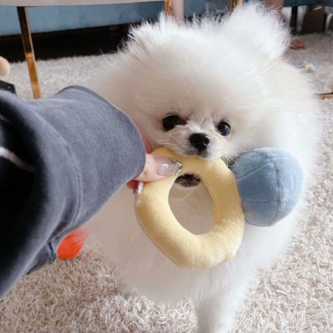 Diamond Ring Set Interactive Squeaky Plush Dog Toys, Unique Hide and Seek Dog Toys