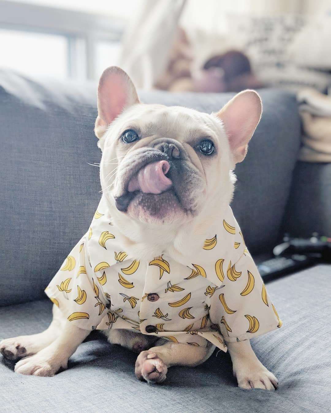 Hawaiian Dog Shirt