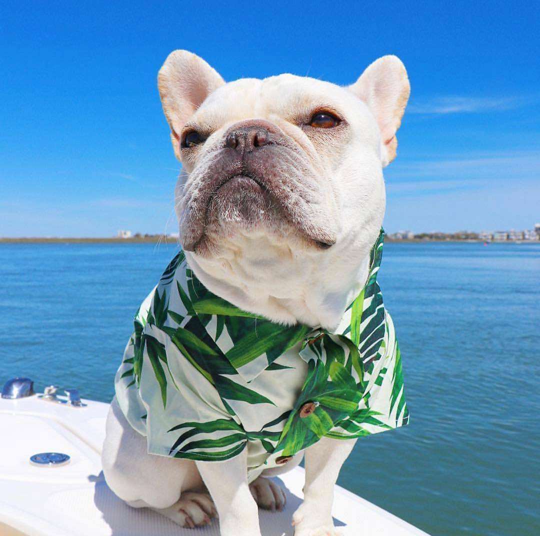 Hawaiian Dog Shirt