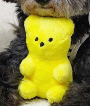 Gummy Bear Plush Squeaky Dog Toy