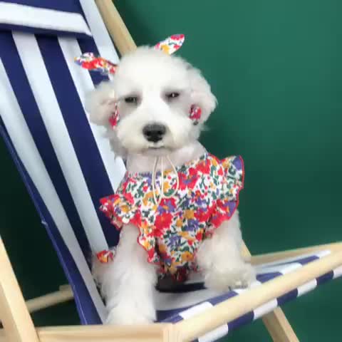 Dog Floral Dress